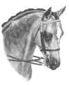 10 WELSH PARTBRED Klass 7 WPB Valac ker födda 2013 eller tidigare 43. BALFOUR TOREADOR 87-07-1106 1 AV 1 - G Skimmel, valack född 2007 hos Mrs. N.J. Gawley, Gwynedd, U.K. f. Strinesdale Matador 2506S m.