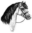 7 WELSHponny Sektion b Klass 7 B Valacker födda 2013 eller tidigare 32. MENAI ROLLED GOLD 35-11-3538 1 AV 1 - G Isabel l, valack född 2011 hos P. & A. Jones, Menai Stud. M.K. f. Newtonhill Naughty Boy Charlie 55839 m.
