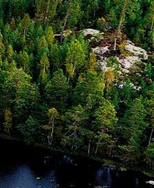 Den färska fibern, hållbart skördad i våra svenska skogar, ger papperet hög bulk och styvhet och massor av möjligheter.