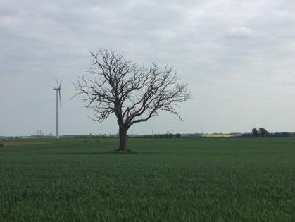 28 Figur 13. Ett typiskt solitärträd som sparats på grund av sin rika flora, Wäggarps Gård. Foto: Michael Johansson.