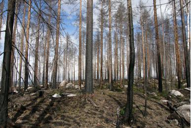 Vitvattnet 2, 35 hektar naturlig skogsbrand 2006, SCA, Bergvik Beskrivning Detta brandfält utgör södra delen av den stora Vitvattnetbrännan och består av en större del stående skog och en mindre del