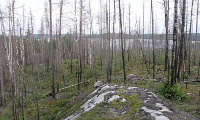 Objektsbeskrivningar Tunvågen, 15 hektar naturvårdsbränning 2005, Sveaskog. Beskrivning En större naturvårdsbränning på en udde ut i Pånsjön har skapat detta substratrika brandfält.
