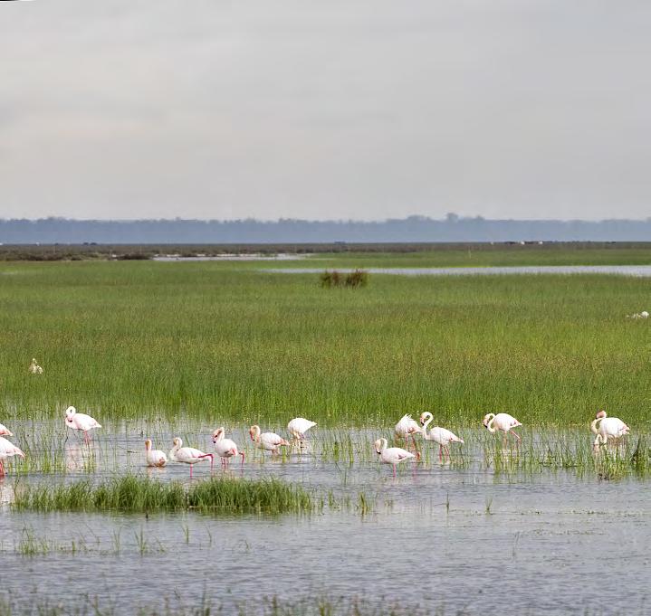 Dag 3 Doñana nationalpark Efter frukost ska vi ta oss in i själva nationalparken tillsammans med en lokal guide då det är förbjudet att själv köra runt i parken.