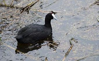 Under eftermiddagen besöker vi Laguna de Espera området - ett antal slättsjöar som ofta tokar ut, men om det finns vatten i några av dem har vi chans att se kopparand, kamsothöna, mindre