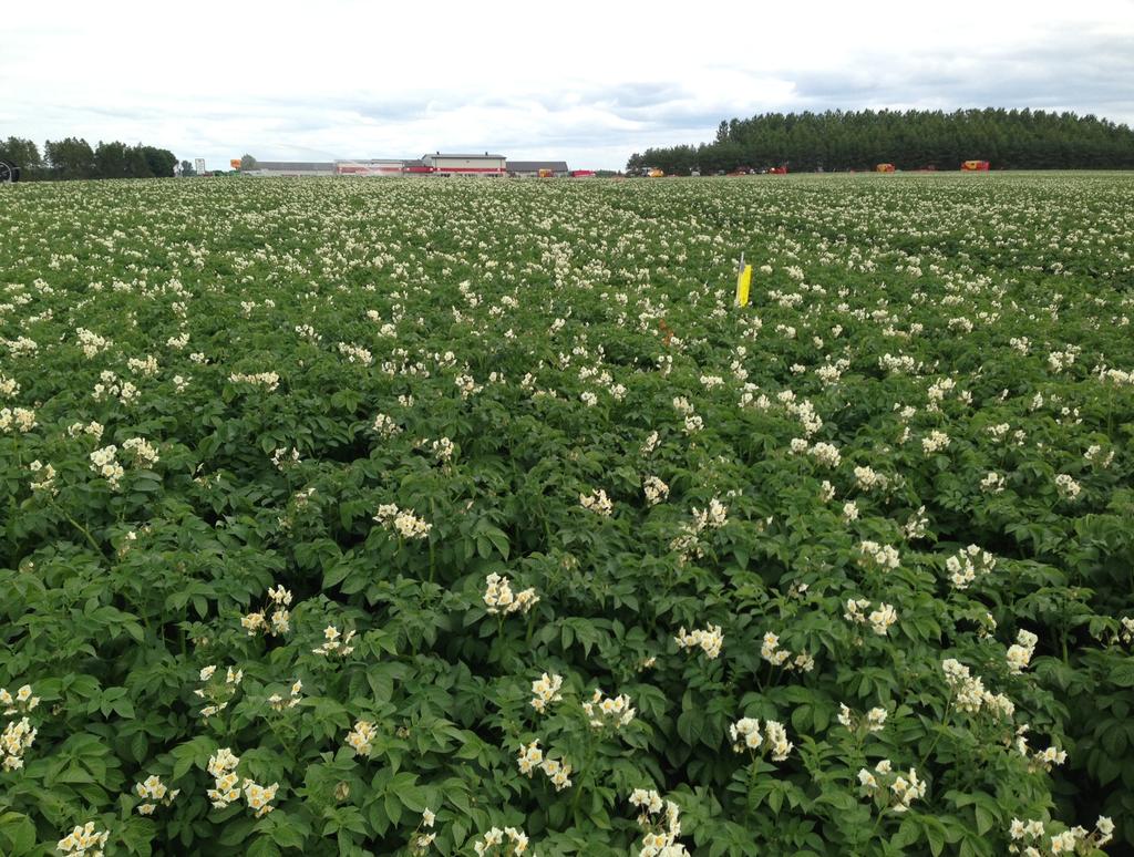 Fakulteten för landskapsarkitektur, trädgårdsoch växtproduktionsvetenskap Stensträngläggning i stärkelsepotatis Ekonomisk kalkylering Destoning of