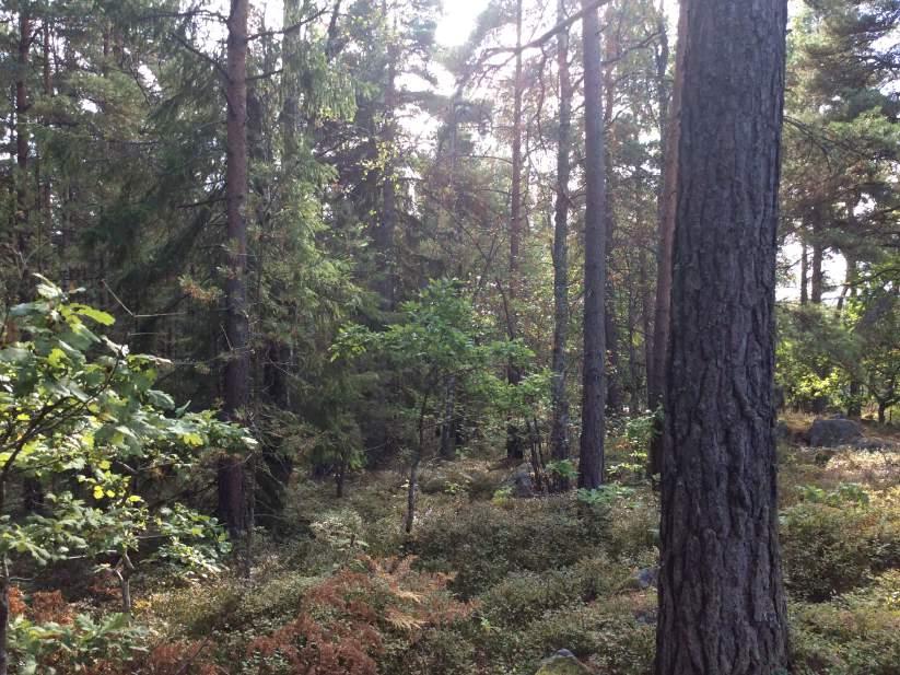 Objekt 3 Liksom i objekt 2 domineras trädskikt av gran och tall, med inslag av löv, det senare speciellt mot det lövrika brynet i söder. Skogen i objekt 3 är gallrad och relativt gles (Figur 18).