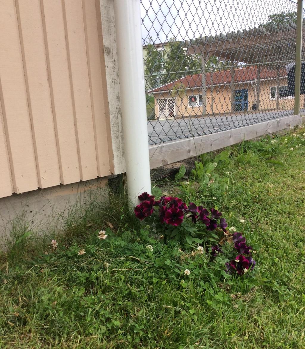 Efter en tid förstod barnen sammanhanget mellan en växt behov av jord, sol och vatten.