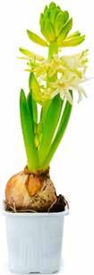 79 Amaryllis Jumbo 7:- 29 12 3