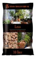 Araucaria 14 cm  pris 129:- 49