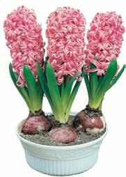 Ord. pris 49, 2 st 15 cm kruka