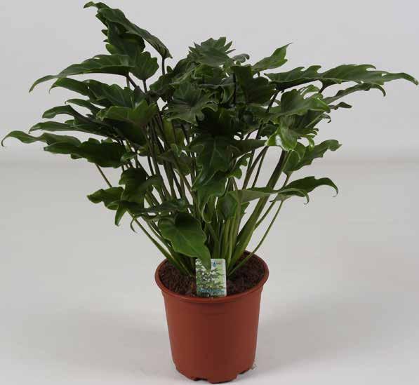 Alocasia Polly 17 cm  pris