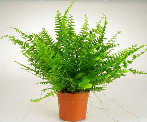 Prickblad Dieffenbachia Mars