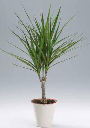 Marginata Deacena 2-stam.