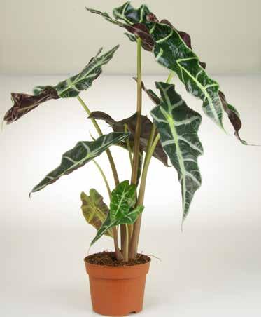Philodendron ca 90 cm hög -