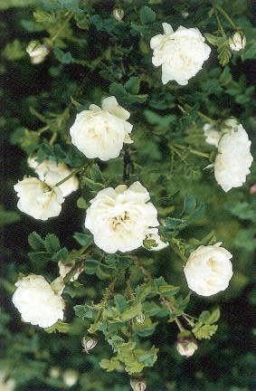 Nr. 17 Hvít blóm smá Þyrnirós - Rosa pimpinellifolia Double White Blóm fyllt til þéttfyllt Harðgerði 6, skuggþolin 2 x 1,8m Daufur til meðalsterkur