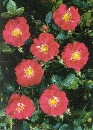 Eplarós- Rosa rubignosa Refulgens England 1909 Nr.