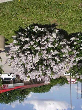 sýrena - Syringa patula Miss Kim' Nr. 32 NIKE 1970 SINGLE VIOLET Exquisite dark violet florets with a hint of lavender.