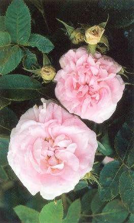 Hvítrós - Rosa alba Great Maidens Blush Great alba regale fyrir 1629 Nr.