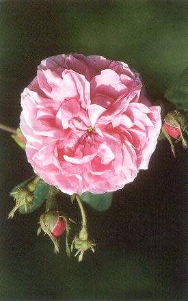 Ömmurós Rosa centifolia Major 1581 elst centifolia Nr.