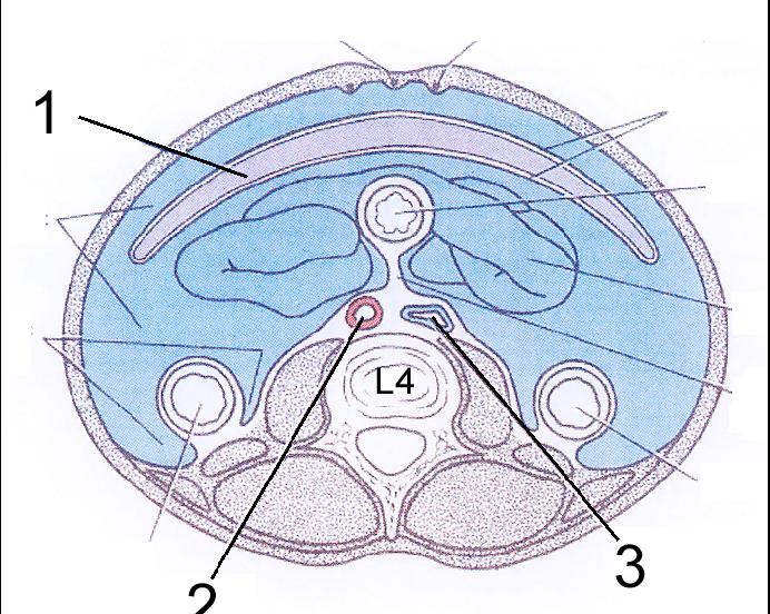 15p buk 7. (2p) Identifiera strukturerna 1-3 i figuren.