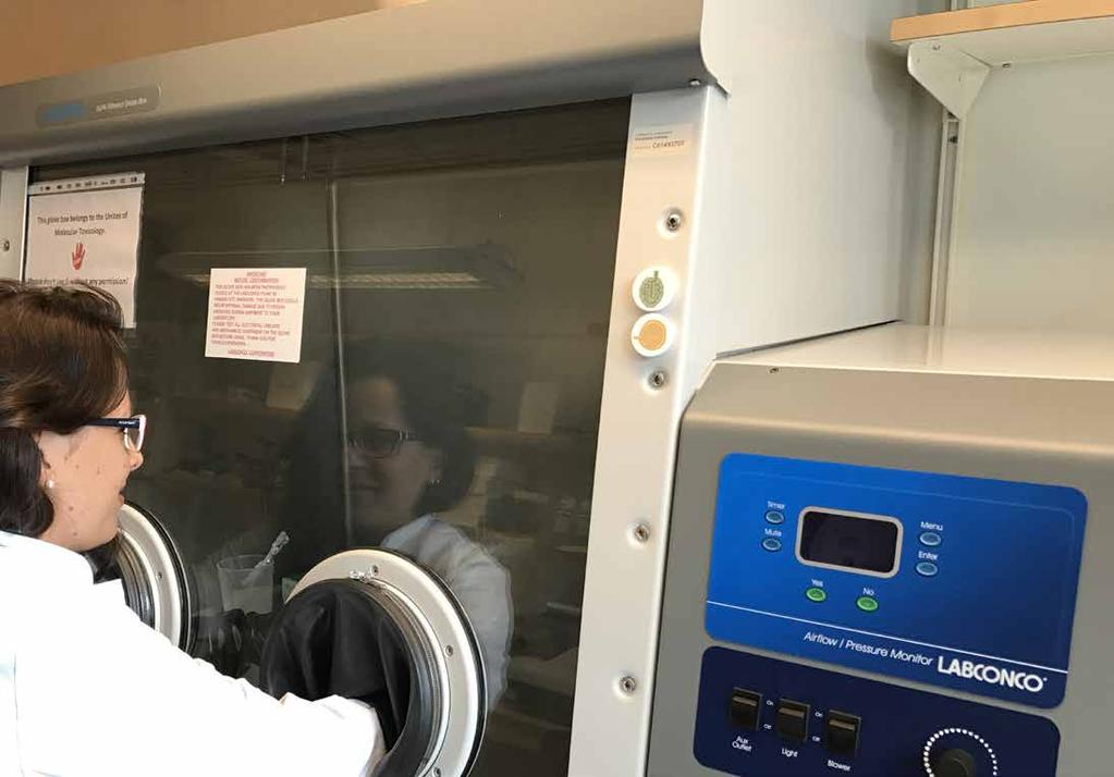 Foto: Bengt Fadeel Katharina Klöditz på Institutet för miljömedicin vid KI jobbar i en så kallad glove box, där nanomaterial i pulverform kan hanteras i en sluten låda med behandskade händer.