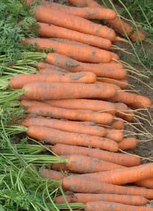 Grönsaker morot Morot Morot (Daucus carota) Fröstorlek: 1000 frön = 1,2 1,7 g Frö sorteras i 1,4 1,6 mm, 1,6 1,8 mm, 1,8 2,1 mm eller motsvarande Minimumgrobarhet: Normalfrö 75 %, precisionsfrö 85 %
