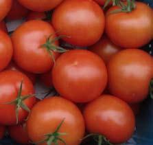 Tomat Tomat (Lycopersicon lycopersicum) Fröstorlek: 1000 frö = 2,7 3,5 g Minimumgrobarhet: normalfrö 85% Groningstemperatur: Min +15ºC, opt +26ºC Efter sortnamnet anges med en förkortning sortens