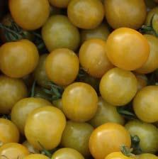 Grönsaker tomat Tomat, forts Goldita Kentaro DRC 514 Körsbärstomat Favorita F 1 (DR) (ToMV/Ff:1 5/Fol:0,1/Ma/ Mi/Mj) Röd greenback, fruktmedelvikt 13 17 g, långa och dubbla klasar.
