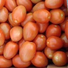 Frukterna är lika stora (13 17 g) som Favoritas men de är fastare och rödare. Smak som Favorita F 1. Något mer svagväxande planta, varför den passar för ympning.