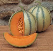 Hobbysortiment Melon Melonfrö kräver höga temperaturer för optimal groning. Bäst resultat erhålles vid 26 30 ºC. Det viktiga är att det är varmt de första dagarna för att få jämn groning.