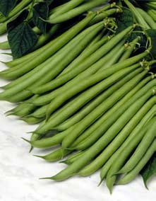 Grönsaker bönor Bryt-, skär- och vaxböna Bryt-, skär- och vaxböna (Phaseolus vulgaris L.