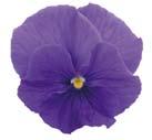 Viking Violet, rent violet Penséer med mellanstora blommor: Ultima: (20 cm). Mellanstora blommor, 6 cm. Fina färgkombinationer. Riktblommande kompakta plantor.