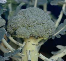 broccoli brysselkål kål Broccoli (Brassica oleracea v.