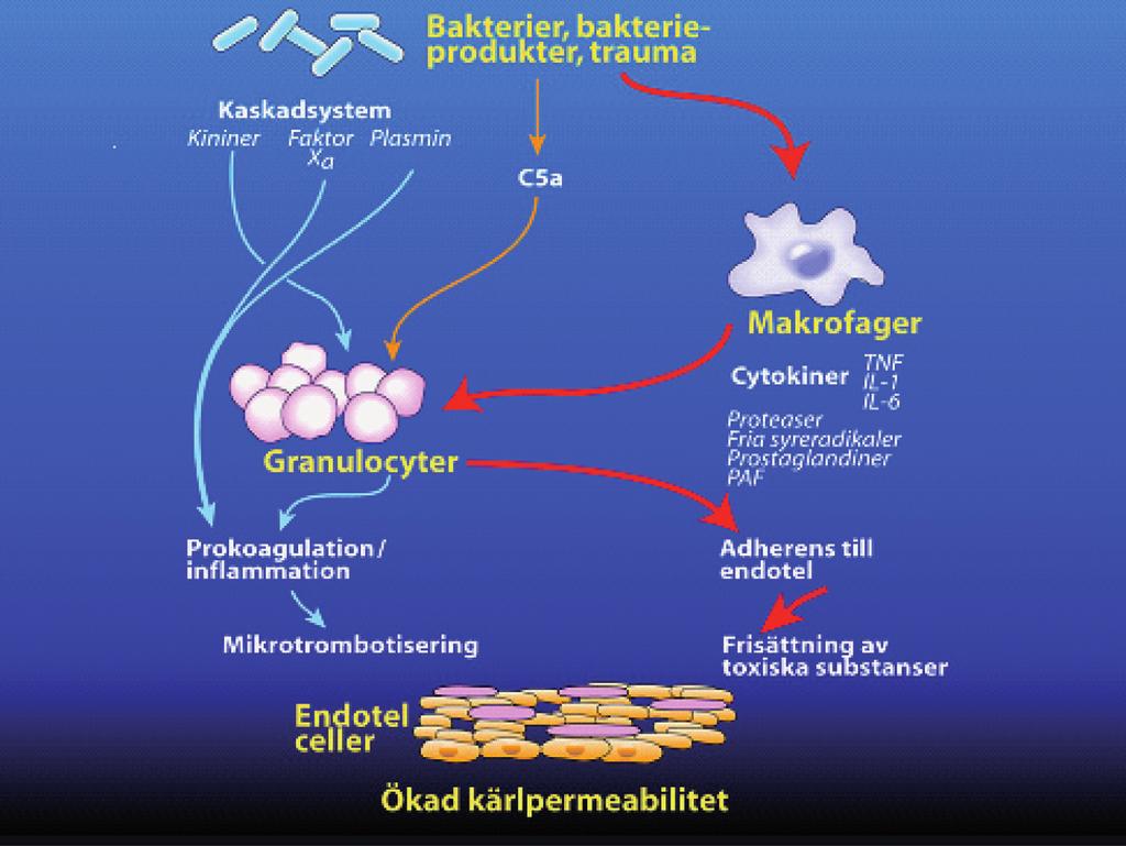 progrediera till septisk chock med hypotension som inte svarar på initial vätskebolus samt endera hypoperfusion eller organdysfunktion, Fig 1.