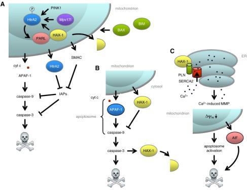 HAX1 - ett mitokondrieenzym Inte bara granulocytapoptos - även i nervsystemet Kodar för ett protein som har funktioner i: mitokondrier signal transduction cytoskelettet Leder till för