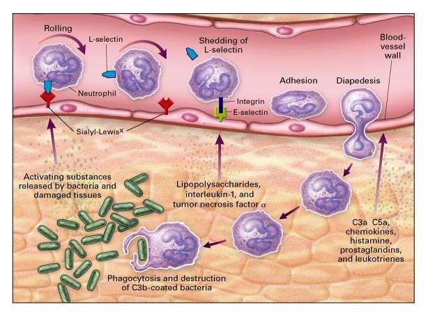 Neutrofla granulocytens uppgift