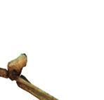 På vilket sätt osteocyter kan känna av belastning och påverka benmassan är inte klarlagt.