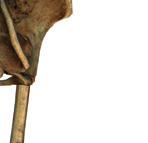 Alla tre är tänkbara kandidater till hur osteocyter påverkar benbildning eftersom de är väl kända för att kunna stimulera osteoblaster.