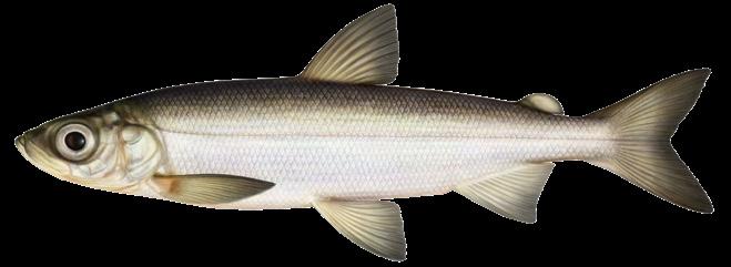 I Spikens fiskehamn - längst ut på Kållandsö - fiskas och förädlas det numera tiotals ton med löjrom varje år.
