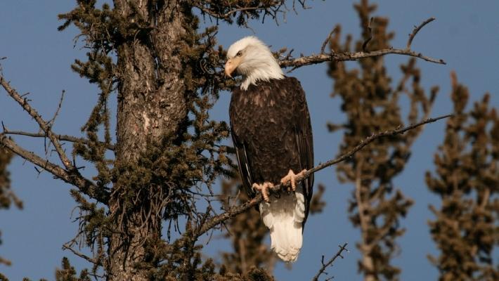 En Bald eagle eller Vithövdad havsörn spejar efter byte Nordsøen Oceanarium (49.1 km) Ett besök på Nordsøen Oceanarium i Hirtshals är ett spännande äventyr under havsytan.