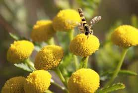 Slöjsilja (AMMI MAJUS). FOTO: elisabeth ögren Renfana (Tanacetum vulgare). FOTO: ULF NILSSON plantering och efter skörd av grödan.