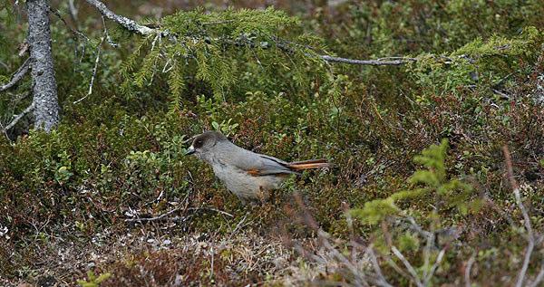 108. Mindre korsnäbb Loxia curvirostra 2.6: 3 överflygande av sannolikt denna art vid Hannukaisenvaara, norr om Jukkasjärvi. 109. Rosenfink Carpodacus erythrinus 1.6: 1 hördes vid Heden, väst Boden.