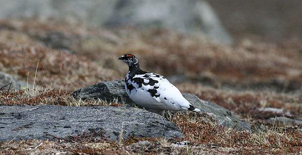 Fjällripa. RESEDAGBOK Lördagen 31 maj Planenligt kunde vi träffas vid Bodens järnvägsstation en bit efter klockan 12.00.