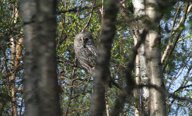 Lappuggla. Foto: Lars Imby ARTLISTA FÅGLAR 1. Smålom Gavia stellata 2.6: 2 i Sautasjärvi. 3.6: 2 vid Abiskojokks delta. 4.6: 1 sågs flera gånger rundflygande i Stordalens naturreservat. 5.