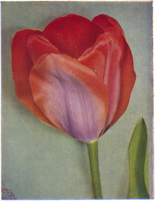Hundtandlilja, violettröda blommor och brunfläckiga blad... 22