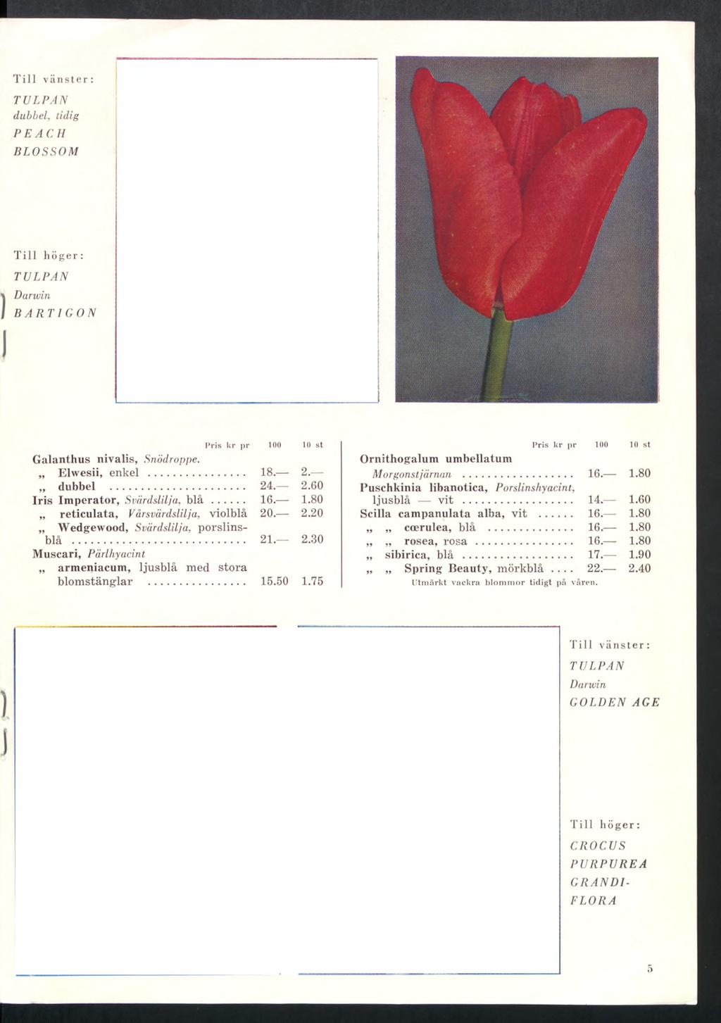 Till vänster: dubbel, tidig PEACH BLOSSOM I Darwin I BARTIGON Pris kr pr 100 IO st Galanthus nivalis, Snödroppe.