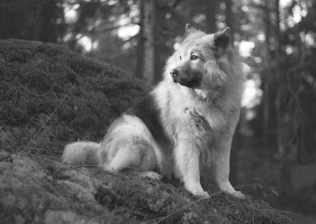 Vår eurasier: Sani (2001-2016) Sani lämnade oss natten till den 2 april under svåra plågor. Kanske var det magomvridning. Trots hennes plågor känns det nu efteråt skönt att hon fick dö hemma.