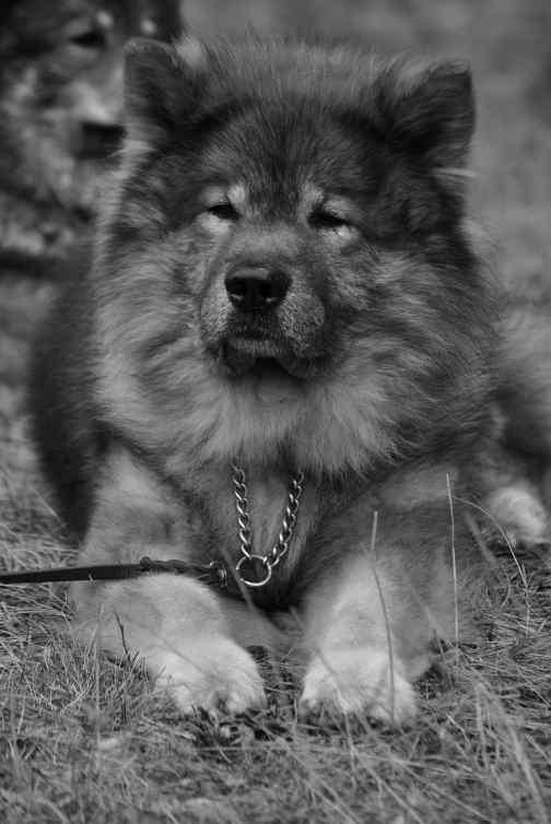 Och i år hade vi tur med vädret, det kom inget regn men däremot runt 35 eurasier med sina tvåbenta familjer och valpintresserade dök upp. HÄRLIGT!