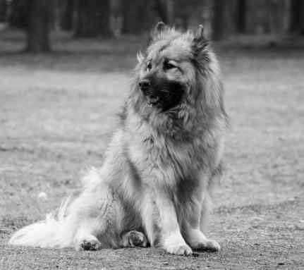 Rättelse Eurasierbladet nr 1 2016 Årets arbetande eurasier Det saknades 15 poäng för Essmania s India. SKK hade registrerat titeln RLD F på fel år och därmed räknades inte dessa poäng med.