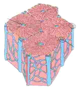homogen vävnad. Den består av strängar av leverceller, och mellan dem kanaler, sinusoider, som innehåller blodceller.